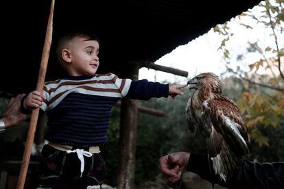 Un niño palestino juega con un halcón en la ciudad cisjordana de Tubas, el 3 de diciembre de 2017.