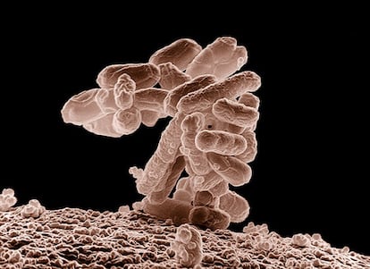 Grupo de bacterias &#039;E. coli&#039; al microscopio electr&oacute;nico.