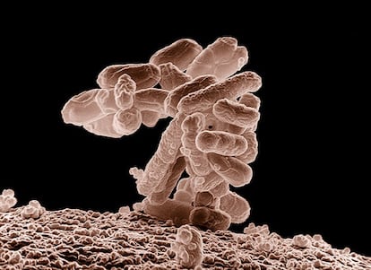 Grupo de bacterias 'E. coli' al microscopio electrónico.