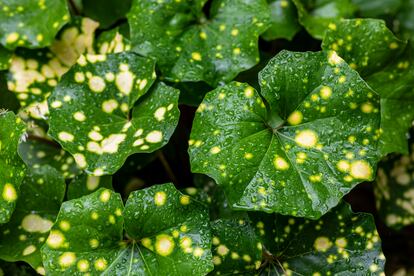 Los lunares amarillos de Farfugium japonicum 'Aureomaculatum' son muy decorativos. 