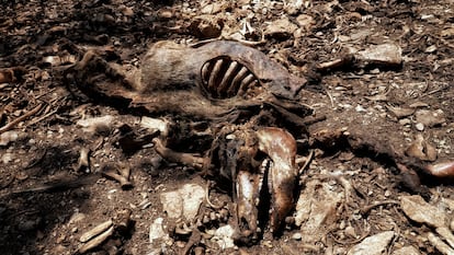 MADRID, 13/12/2023.- El Observatorio de Bienestar Animal (OBA), que el pasado 27 de noviembre denunció por maltrato animal al propietario de una granja porcina de Quintanilla del Coco (Burgos), también alcalde del municipio, ha incluido en la querella un delito contra el medio ambiente. EFE/ Observatorio de Bienestar Animal SOLO USO EDITORIAL/SOLO DISPONIBLE PARA ILUSTRAR LA NOTICIA QUE ACOMPAÑA (CRÉDITO OBLIGATORIO)