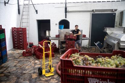 Un trabajador carga cajas de uva en las instalaciones de la bodega Dimobe, en Moclinejo (Málaga).