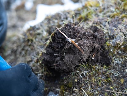 A villager shows a freshly harvested 'cordyceps sinensis' in Tibet, China.