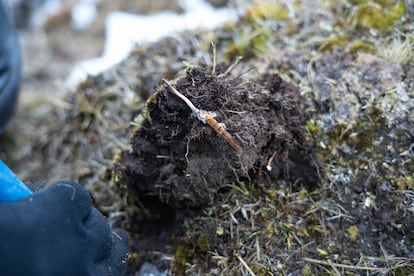 A villager shows a newly-harvested caterpillar fungus at Gyaca County on May 7, 2023 in Shannan, Tibet