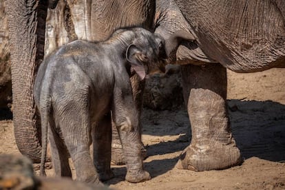 El elefante Tarzen, en el zoológico.