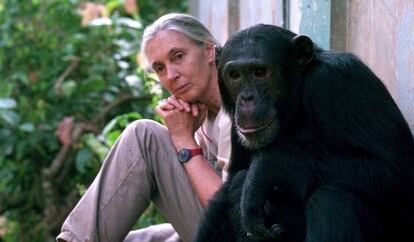 Jane Goodall.