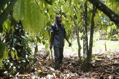 El agricultor Ebenezer Akinmade, de 56 años, fotografiado mientras trabaja en su finca de cacao.