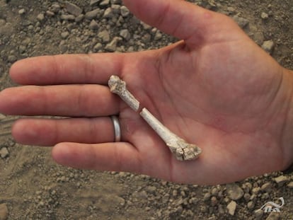 Un hueso del pie, el cuarto metatarsiano, del f&oacute;sil descubierto en Etiop&iacute;a en la mano de la paleont&oacute;loga Stephanie Melillo.