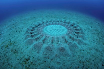 Nos últimos 20 anos os cientistas tentaram descobrir a origem destas estranhas formações circulares, de dois metros de diâmetro e recheadas de formas geométricas, que apareciam no fundo do mar ao largo da ilha japonesa de Amami Oshima. O 'arquiteto' mostrou ser o macho de uma nova espécie de peixe-balão, 'Torquigener albomaculosus', que constrói esses ninhos para atrair as fêmeas.