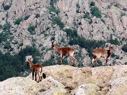 Un grupo de cabras piren&aacute;icas en la Pedriza. 