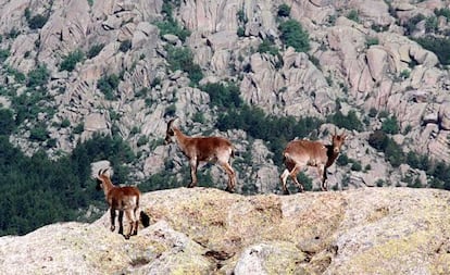 Un grupo de cabras piren&aacute;icas en la Pedriza. 