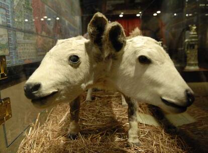 Ternero con dos cabezas en el Museo Ripley&#39;s Believe it or not! de Nueva York.