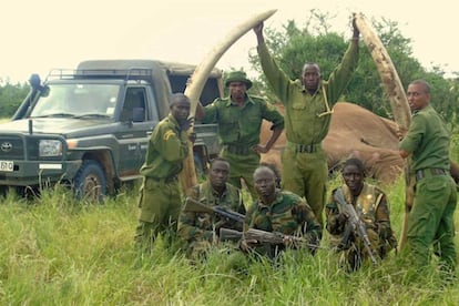 Los colmillos de Satao II, tras ser recuperados por los guardas de Tsavo.