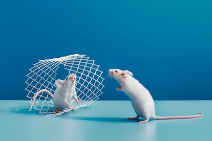 ratitas