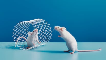 Pequeños experimentos cotidianos