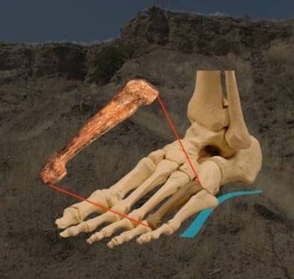 El hueso fosil de homínido descubierto en Hadar (Etiopía) ubicado en su posición en el esqueleto del pie.