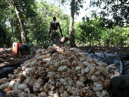 Granos de cacao recolectados en Azaguie (Costa de Marfil).