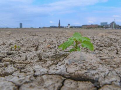 El cauce del río Rin a su paso por Düsseldorf este mes de agosto.