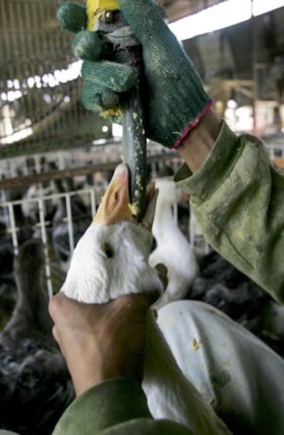 Embuchado tradicional para engrasar el h&iacute;gado de oca, la &uacute;nica pr&aacute;ctica admitida para hablar de foie gras.