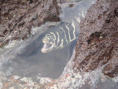 Echidna catenata, uma espécie de moreia do Atlântico ocidental, também foi localizada na região de Trindade e Martim Vaz.