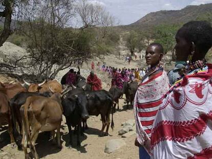 Una familia masai conduce su ganado cerca de Kajiado (Kenia).