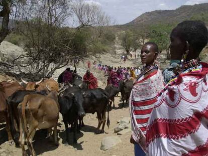 Una familia masai conduce su ganado cerca de Kajiado (Kenia).