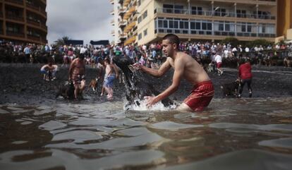 Un bañista se atreve a bañar a una de las cabras en el agua congelada del océano Atlántico mientras la multitud mira desde la orilla en una de las playas del Puerto de la Cruz, 24 de junio de 2013.