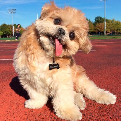 Quién es: Marnie The Dog Seguidores en Instagram: 1.300.000 Vida y milagros: En 2012 fue adoptada con 10 años por Shirley Braha, directora y productora de programs de la MTV. Desde ese momento, cada foto o video que protagoniza en su propia cuenta de Instagram acumula cientos de miles de 'likes'. Su lengua, su rasgo distintivo.