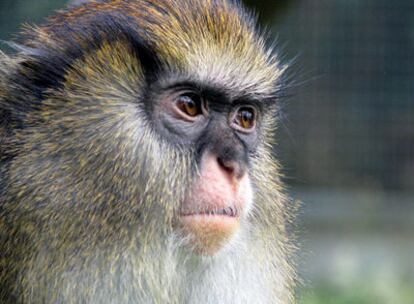 Mono de Campbell <b><i>(Cercopithecus Campbelli),</b></i> de Costa de Marfil.