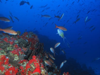 Ambiente submarino do monte Vitória, um dos locais estudados pelo time de cientistas brasileiros na região das ilhas da Cadeia Vitória-Trindade. 