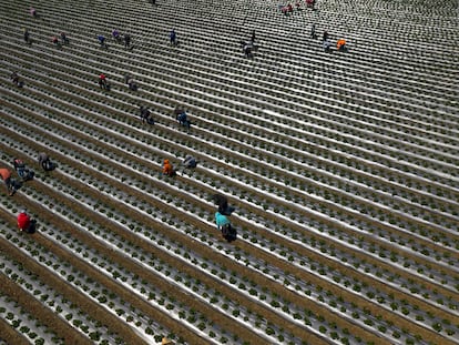 Trabajadores migrantes recogen fresas cerca de San Francisco (California), en abril de 2024.