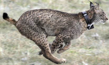 The Iberian lynx is Europe's most-endangered predator.