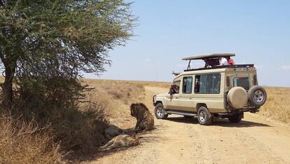 Una imagen insólita en el Serengeti, un grupo de leones dormitando y solo dos vehículos de turistas fotografiándolos.