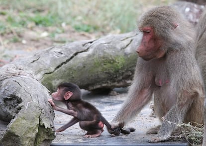 Gana, el pequeño babuino, bajo la atenta mirada a su madre Grace, tras nacer en el zoo de Melbourne (Australia). 