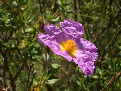Jara cartagenera con su característica flor rosada. 