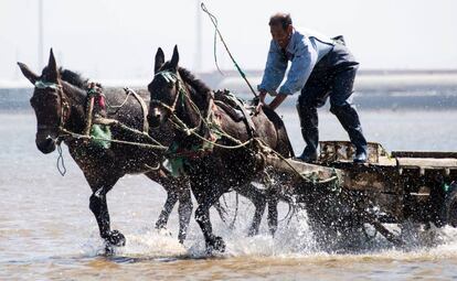 Con su látigo en mano, Qin Yusheng conduce a sus mulas a través de las olas de la costa de Xianrendao, trabajando para atraer la pesca del día.