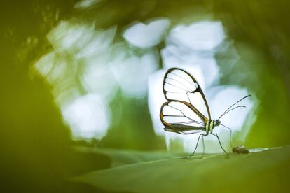 Mariposa de cristal (Greta sp.) alimentándose de las sales minerales de un excremento de pájaro. La Mana, Ecuador.