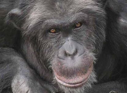Santino, un chimpancé que vive en el zoo de Furuvik, en Suecia.