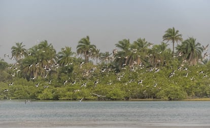 Una bandada de ostreros euroasiáticos en el parque nacional insular de Orango, declarado reserva de la biosfera, en Guinea Bissau.