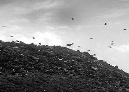 Decenas de aves sobrevuelan el vertedero de Serra Llarga, en la provincia de Lleida.