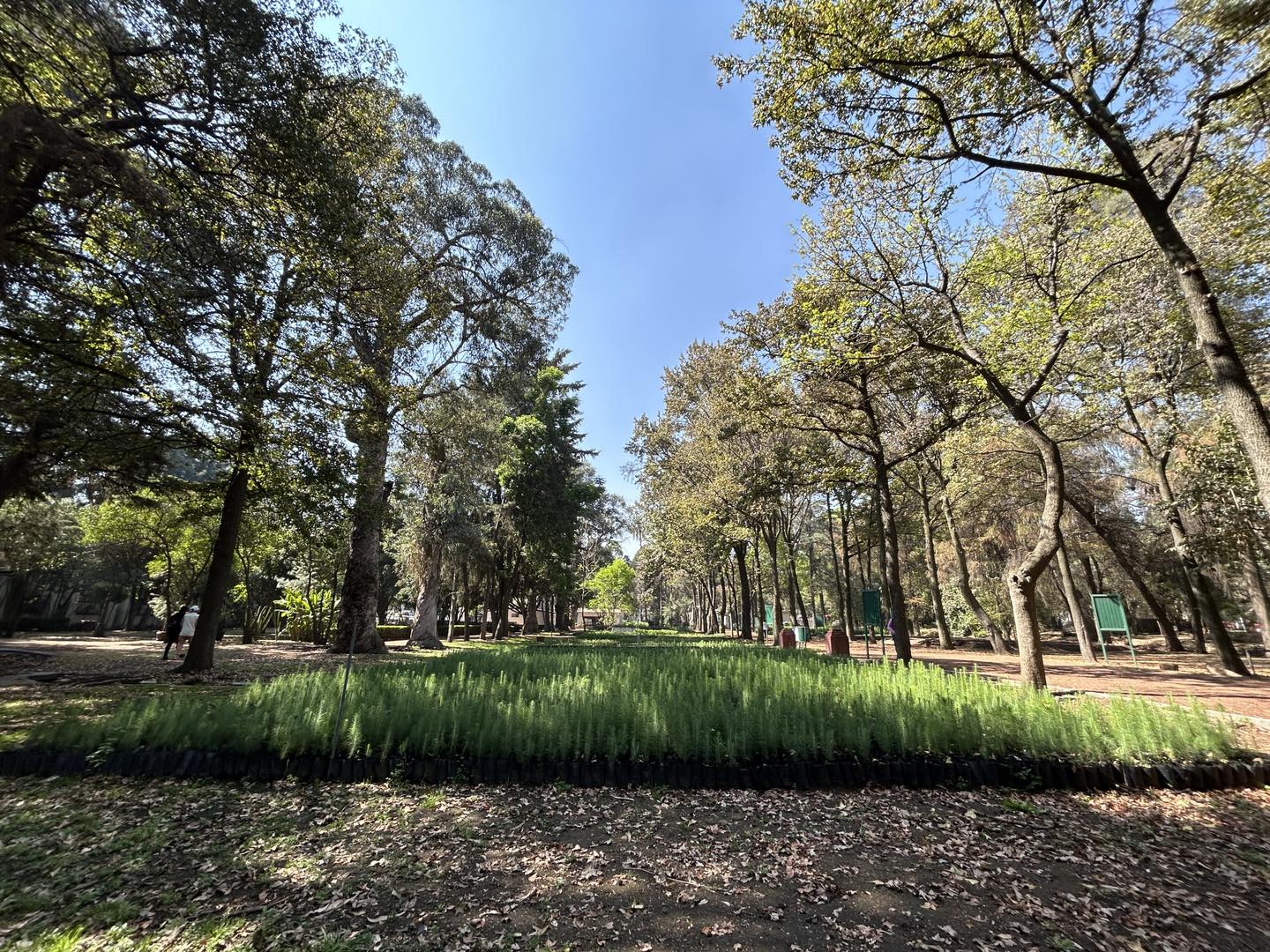Los Viveros de Coyoacán reabren luego de las afectaciones por las lluvias en Ciudad de México
