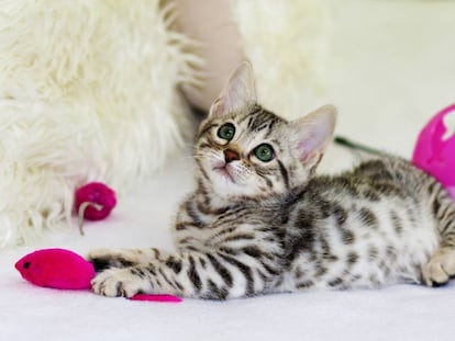 Pelotas, ratones y otros juguetes y accesorios para entretener a tu gato.