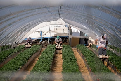 Recolección de fresas en una finca de Palos de la Frontera, Huelva.