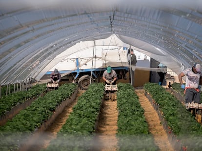 Recolección de fresas el pasado 3 de diciembre en una finca de Palos de la Frontera, Huelva.