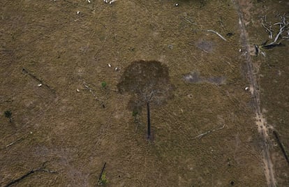 Cows are seen in this aerial view on a deforested plot of the Amazon rainforest near Rio Pardo, in the district of Porto Velho, Rondonia State, Brazil, September 3, 2015. The town of Rio Pardo, a settlement of about 4,000 people in the Amazon rainforest, rises where only jungle stood less than a quarter of a century ago. Loggers first cleared the forest followed by ranchers and farmers, then small merchants and prospectors. Brazil's government has stated a goal of eliminating illegal deforestation, but enforcing the law in remote corners like Rio Pardo is far from easy. REUTERS/Nacho Doce TPX IMAGES OF THE DAYPICTURE 3 OF 40 FOR WIDER IMAGE STORY "EARTHPRINTS: RIO PARDO" SEARCH"EARTHPRINTS PARDO" FOR ALL IMAGES