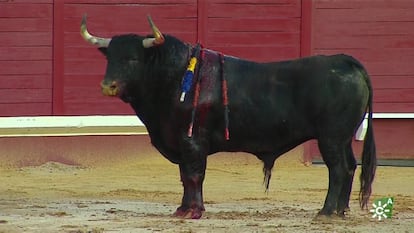 'Embriagado', de Fuente Ymbro, indultado en Utrera (Sevilla).