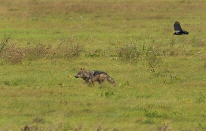 Un lobo corre en el municipio de Bad Schmiedeberg (Alemania) este octubre.