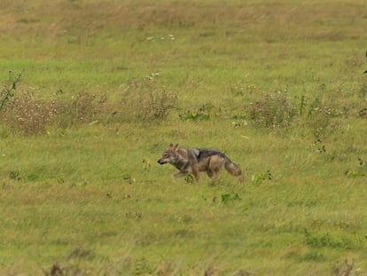 Un lobo corre en el municipio de Bad Schmiedeberg (Alemania) este octubre.