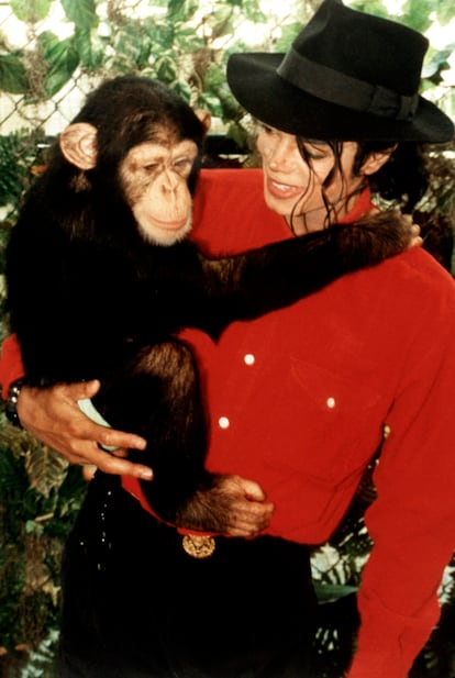 Michael Jackson y su chimpancé Bubbles. El artista tenía una importante colección de animales en el zoológico privado de su rancho Neverland, entre los que estaban dos tigres, Thriller y Sabu, que fueron adoptados por Tippi Hedren tras el fallecimiento de Jackson. Pero también había ranas, conejos, serpientes, avestruces, jirafas y llamas. Entre todas sus inusuales mascotas, el favorito siempre fue el chimpancé Bubbles, que el artista encontró en un centro de investigación en Texas en la década de 1980. Bubbles comenzó a vivir en el rancho, contaba con una cuna en el dormitorio de Jackson, utilizaba su baño y le gustaba comer dulces en el cine de la propiedad. Según se publico en los medios de la época, Jackson le enseñó a hacer su icónico 'moonwalk', estuvo en el estudio durante la grabación de 'Bad' y le dio un pequeño papel en el vídeo de 'Liberian Girl'. Bubble acompañó a Jackson en su gira japonesa, de donde se extrae esta fotografía en la que el primate acompaña al artista en una ceremonia del té ofrecida por el alcalde de Osaka. En 2013 se publicó que Bubbles se había vuelto demasiado agresivo al crecer y fue trasladado a un santuario de animales. Hoy Bubbles sigue vivo y pasa sus días disfrutando de la vida en el Centro para Grandes Simios de Wauchula.