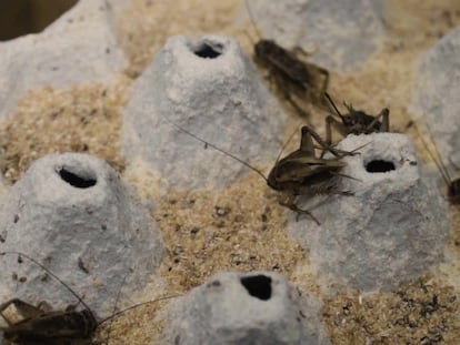 Granjas de insectos: las aliadas de la FAO en la búsqueda de proteínas
